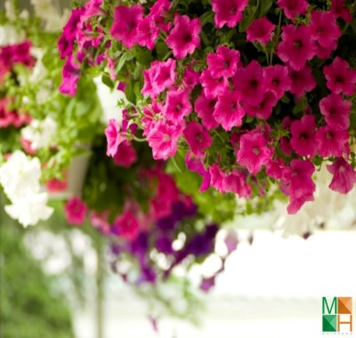  Tranh dán tường Hàn Quốc hoa dạ yến thảo đẹp FW - 124